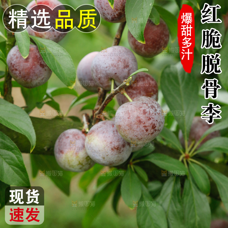 树上的新鲜红脆李