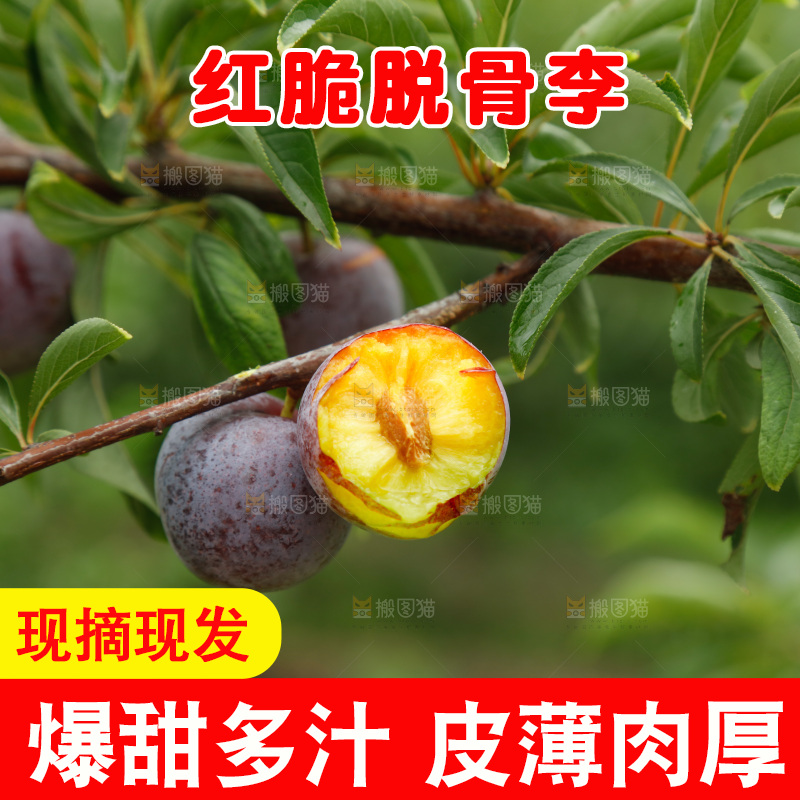 手里拿着红脆脱骨李