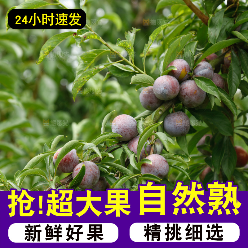 树上的新鲜红脆李