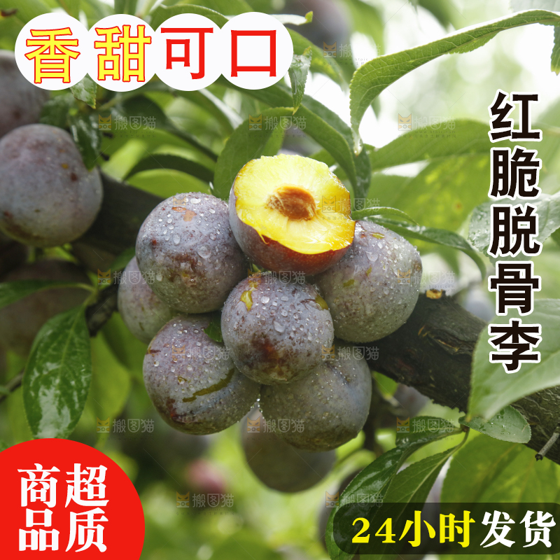 树上的新鲜红脆李
