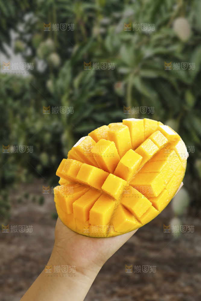 手里拿着凯特芒