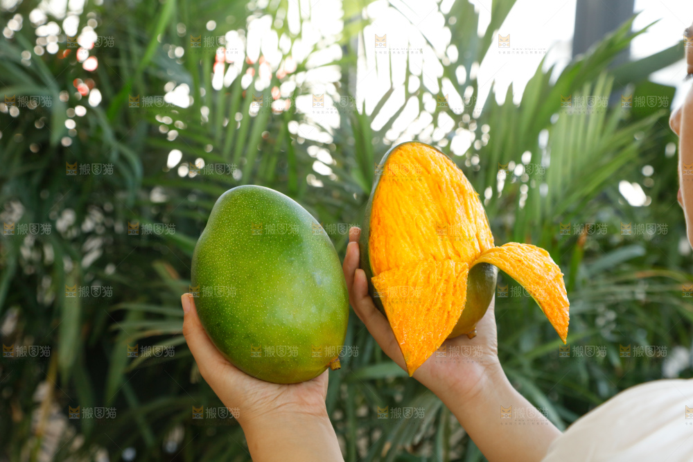 手里拿着凯特芒
