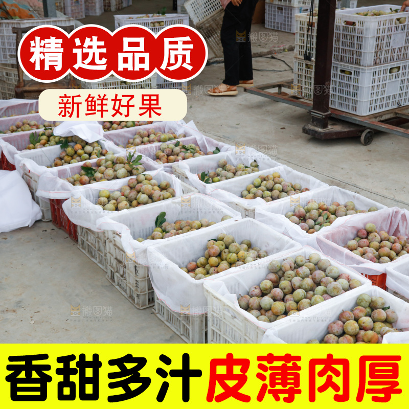 地上放着的现摘芙蓉李