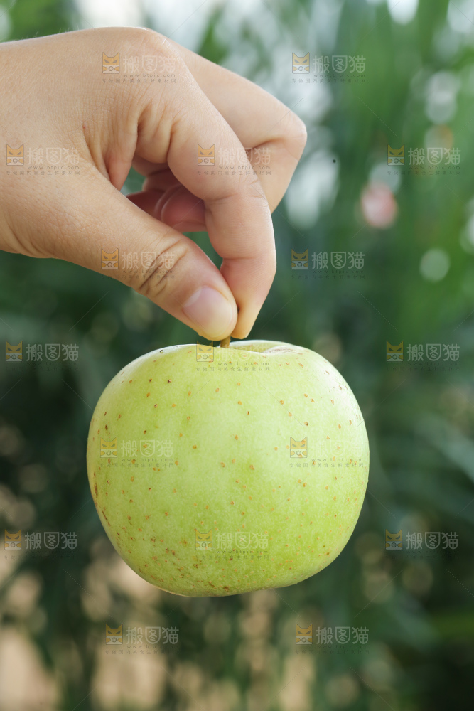 手里拿着金帅青苹果