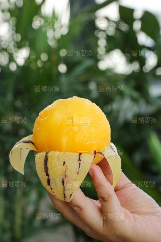 手里拿着石林人参果