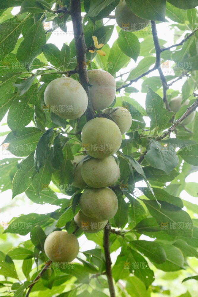 树上的新鲜芙蓉李
