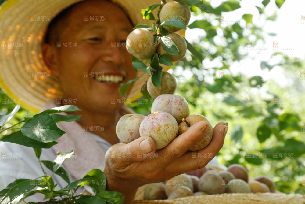 手里拿着芙蓉李