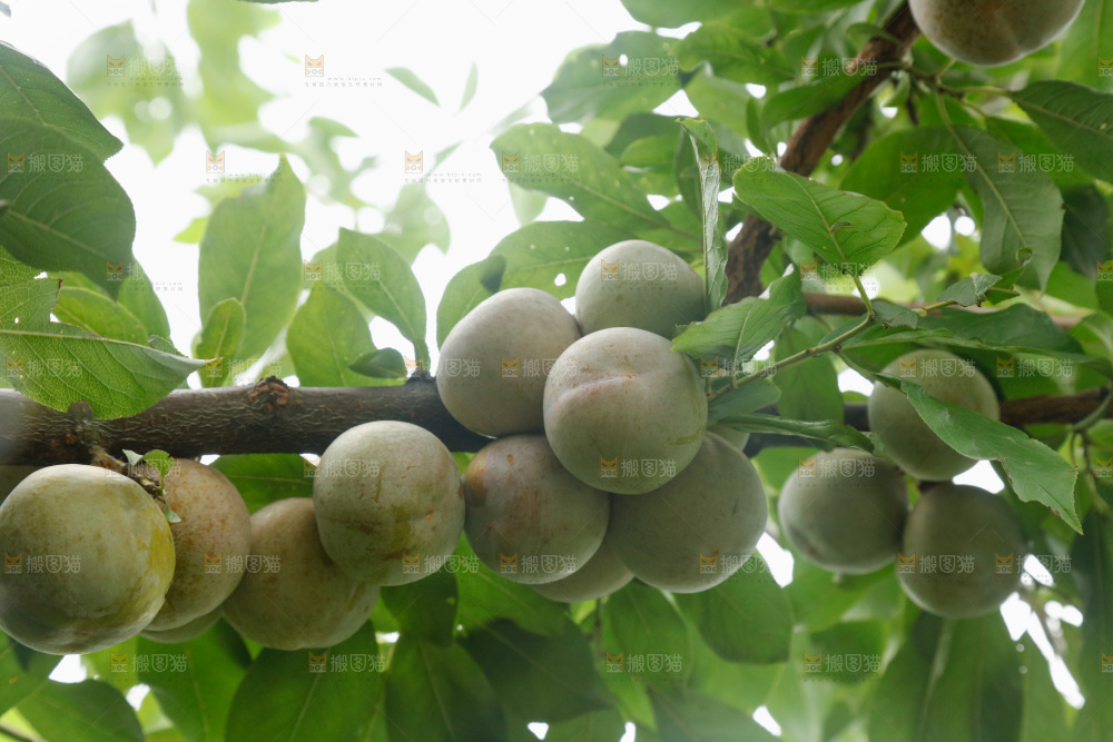 树上的新鲜芙蓉李