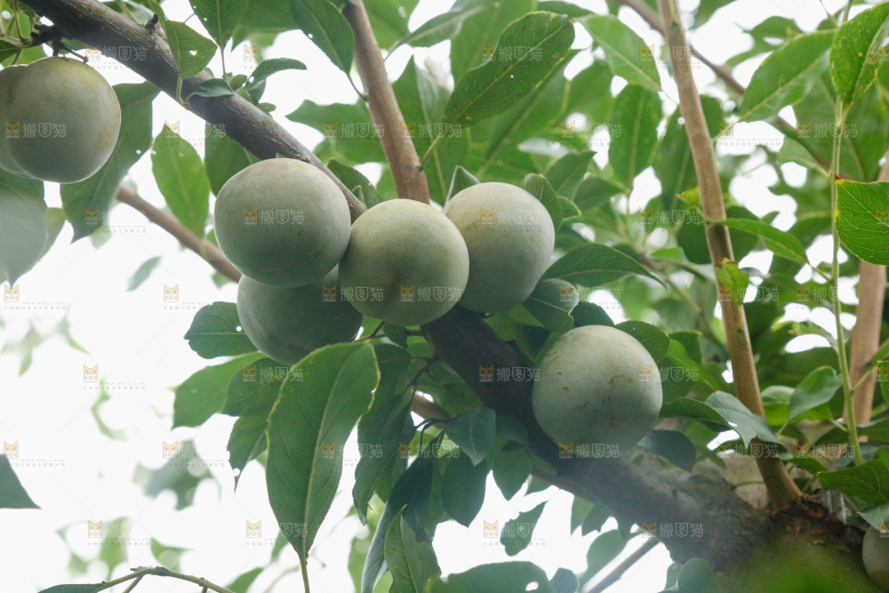 树上的新鲜芙蓉李