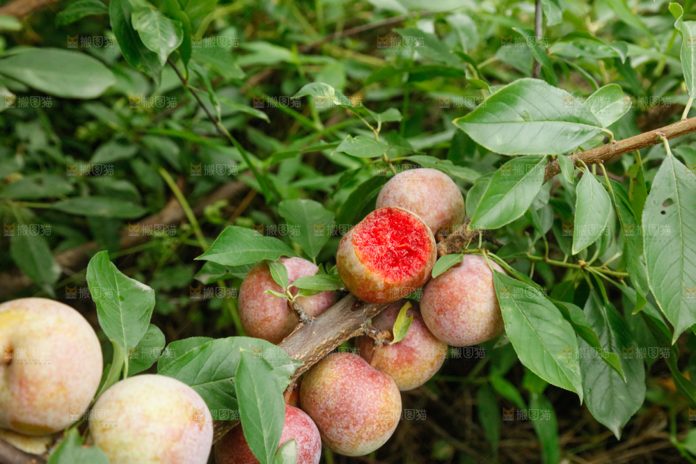 树上的新鲜芙蓉李