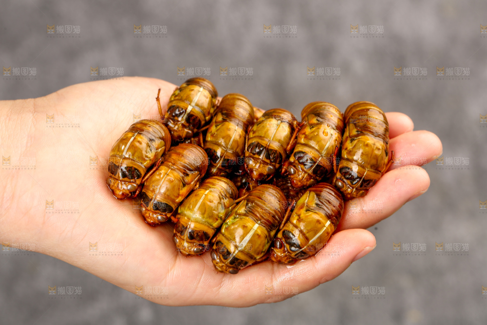 手里拿着知了猴