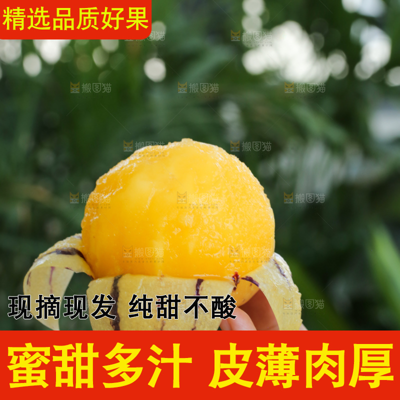 手里拿着石林人参果