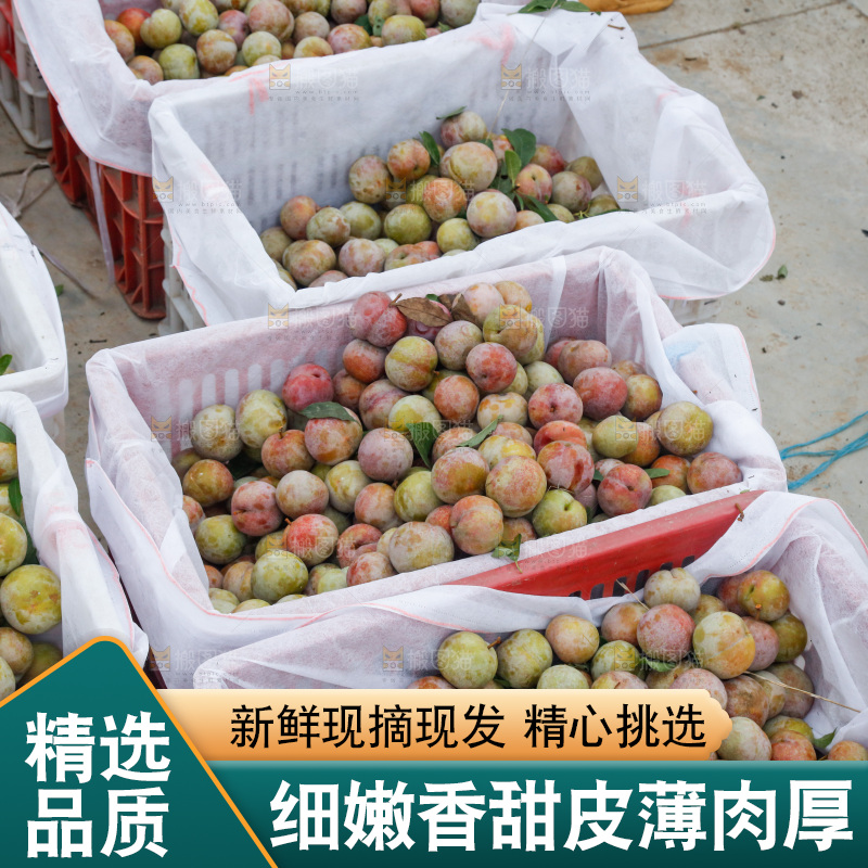 地上放着的现摘芙蓉李