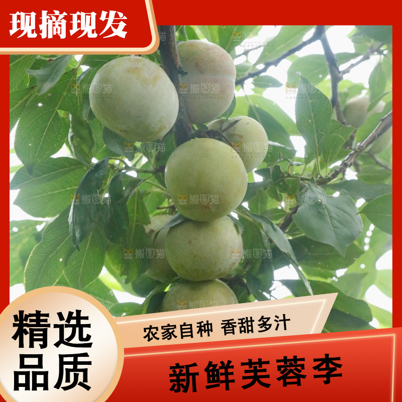 树上的新鲜芙蓉李