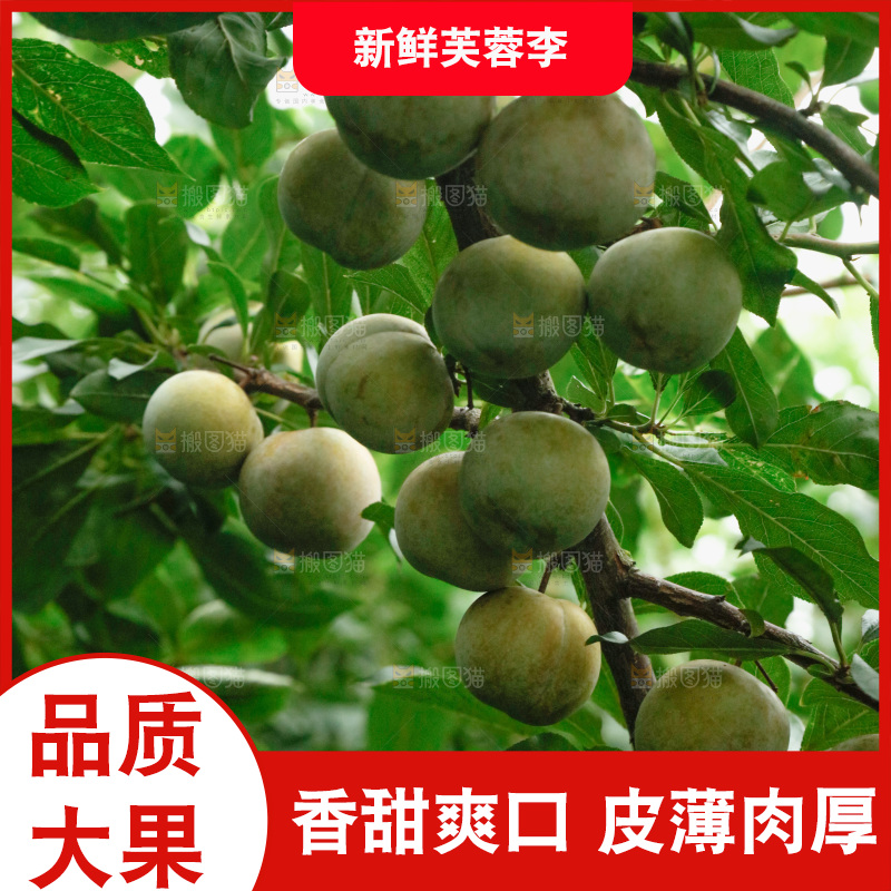 树上的新鲜芙蓉李