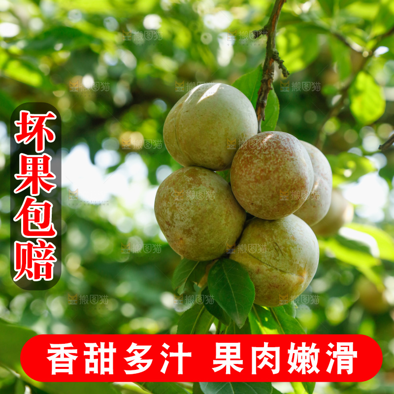 树上的新鲜芙蓉李