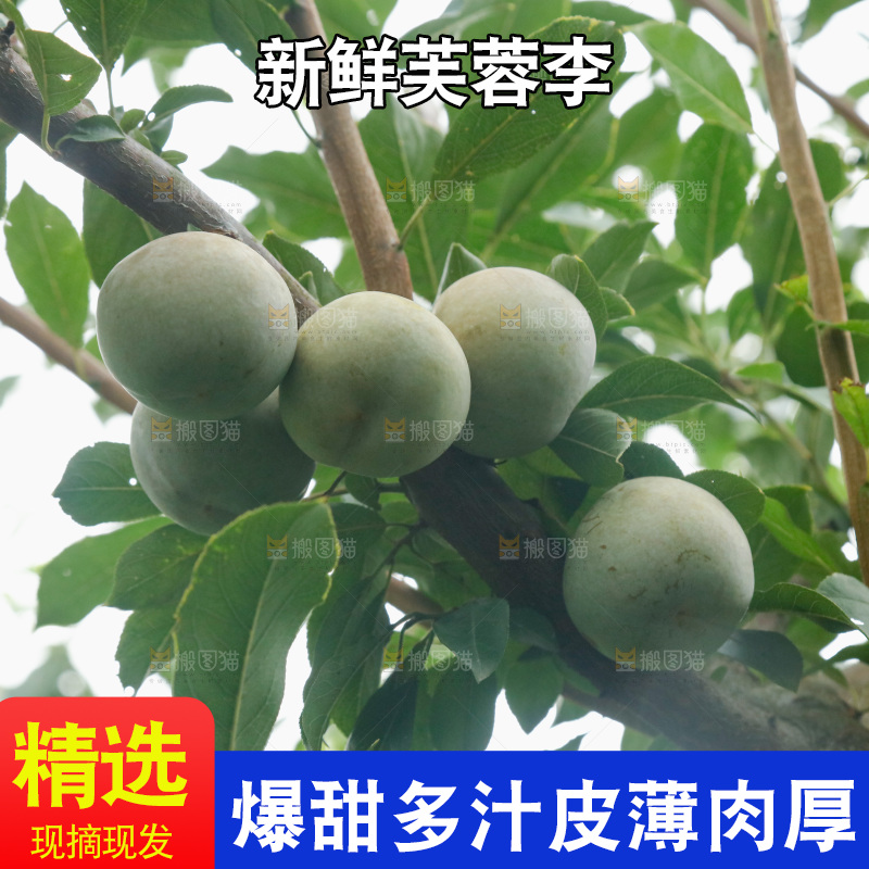 树上的新鲜芙蓉李