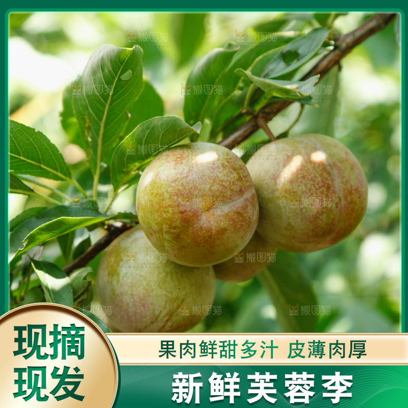 树上的新鲜芙蓉李
