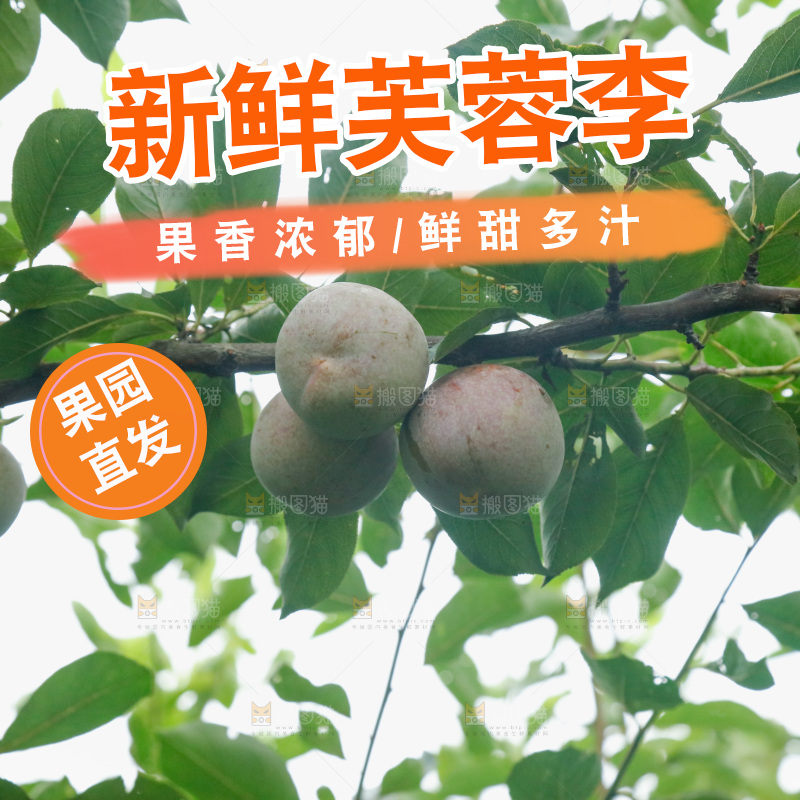 树上的新鲜芙蓉李