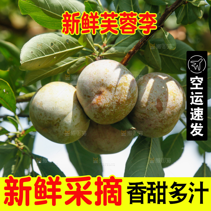 树上的新鲜芙蓉李