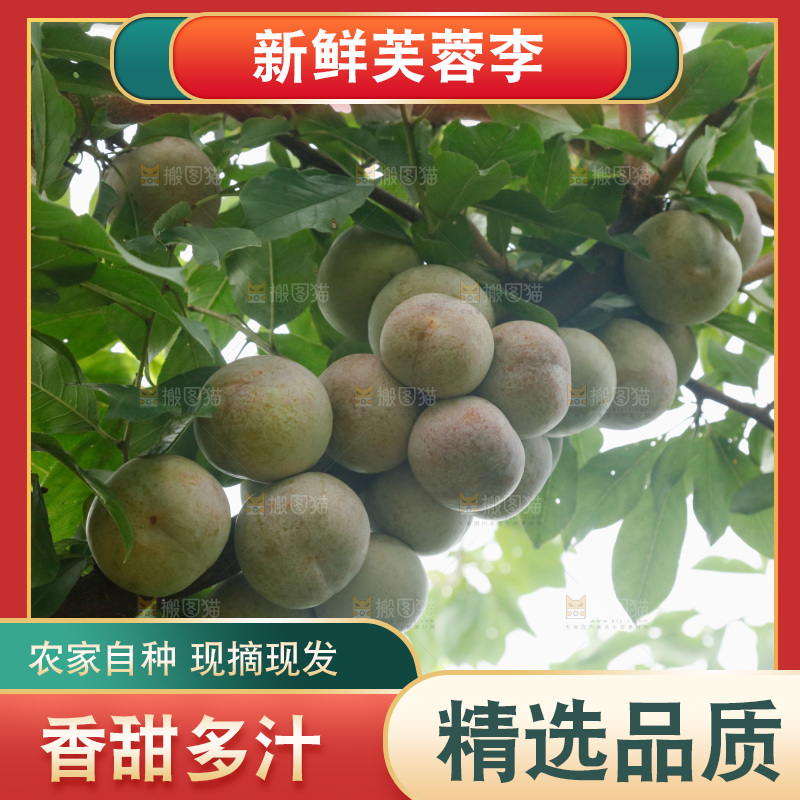 树上的新鲜芙蓉李