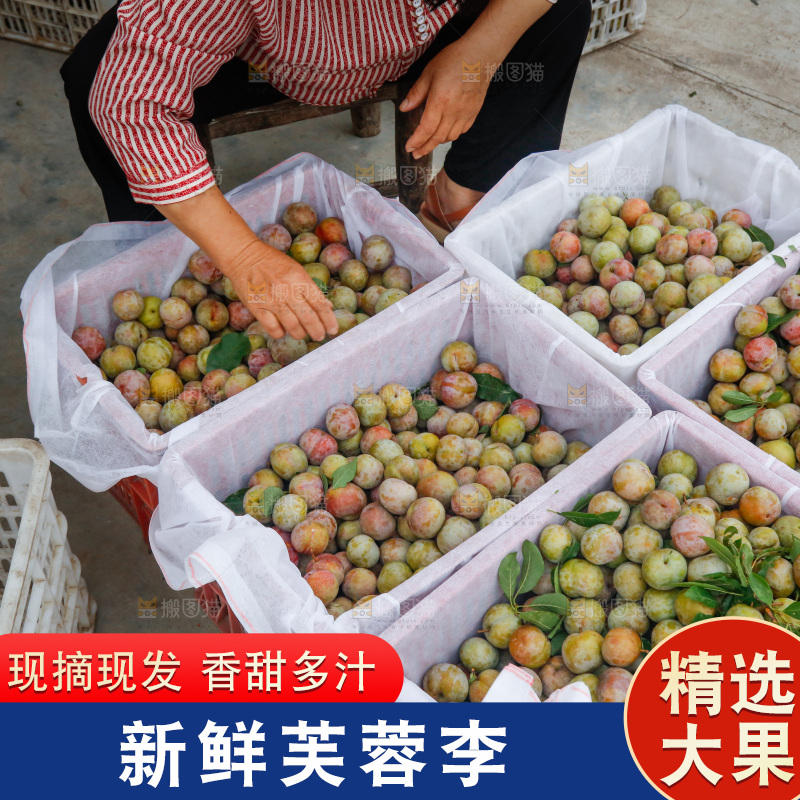 地上放着的现摘芙蓉李