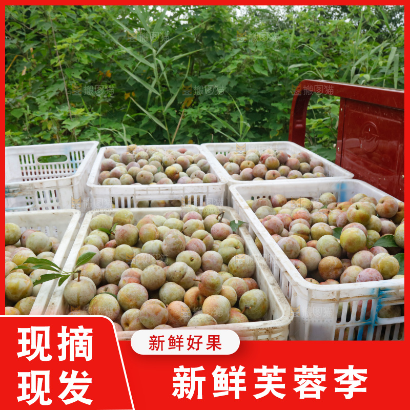 地上放着的现摘芙蓉李