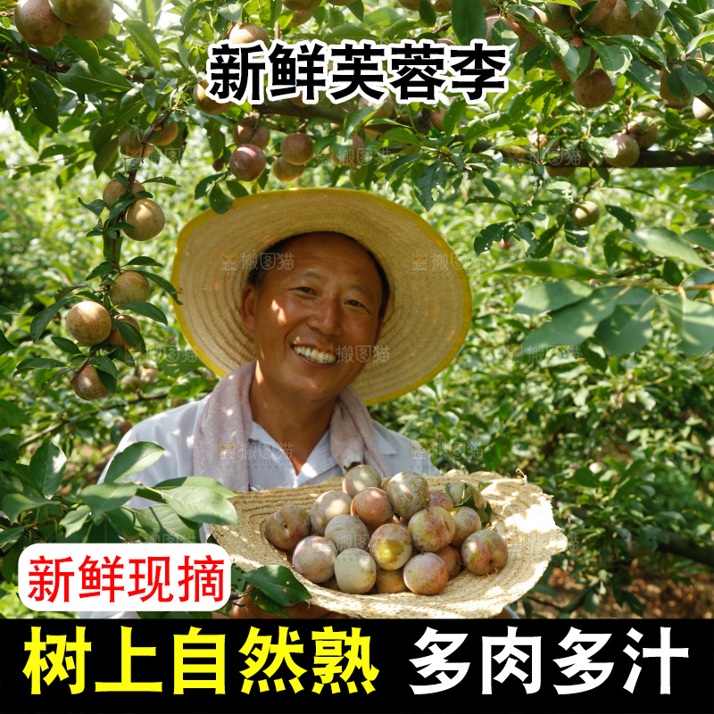 手里拿着芙蓉李