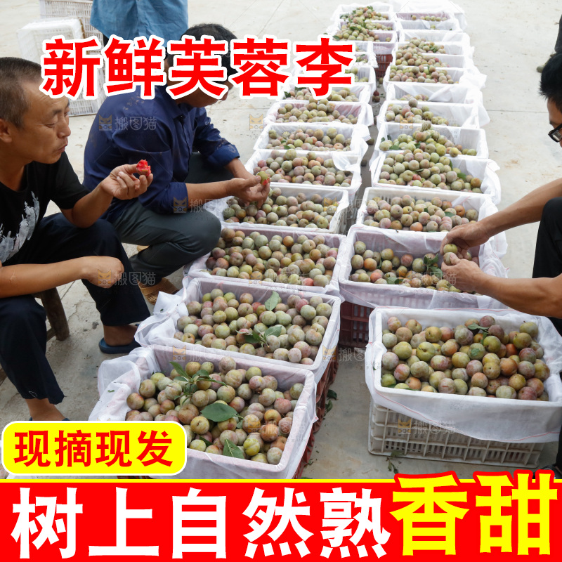 地上放着的现摘芙蓉李