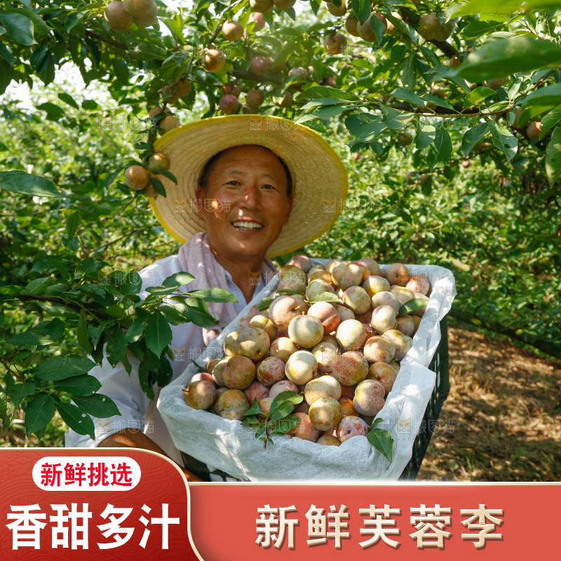 手里拿着芙蓉李