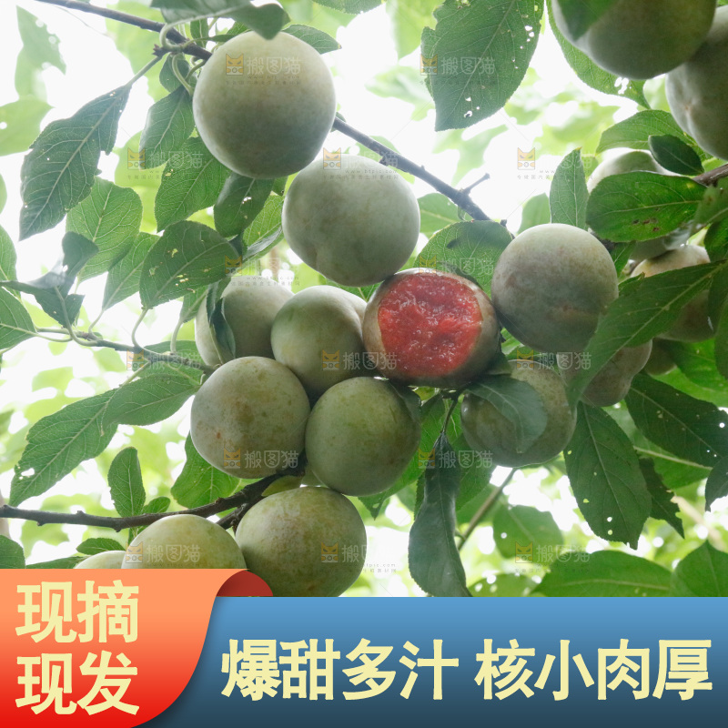 树上的新鲜芙蓉李