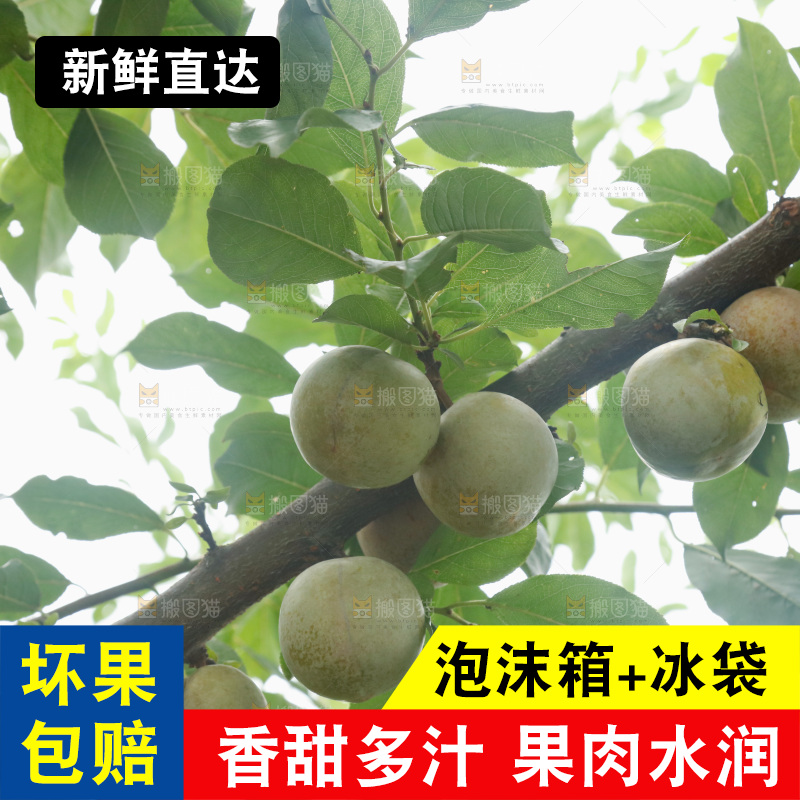 树上的新鲜芙蓉李
