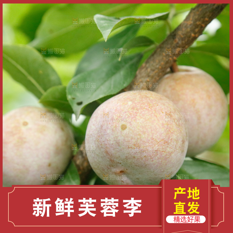 树上的新鲜芙蓉李