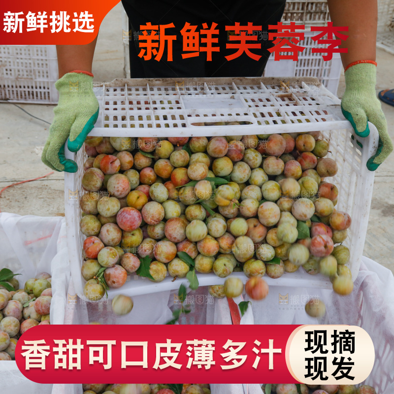 地上放着的现摘芙蓉李