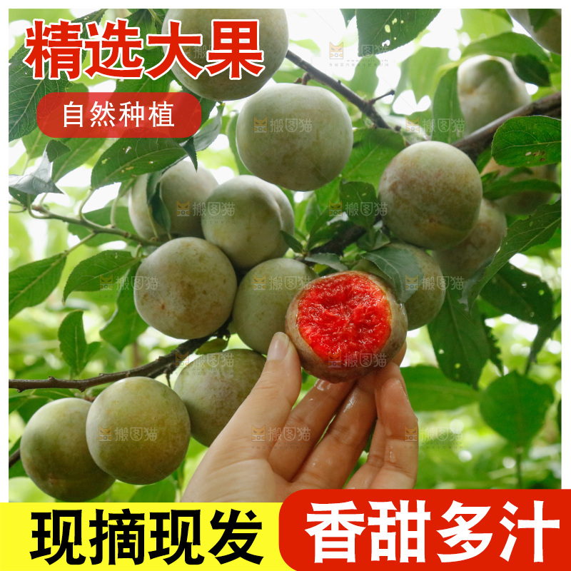 手里拿着芙蓉李