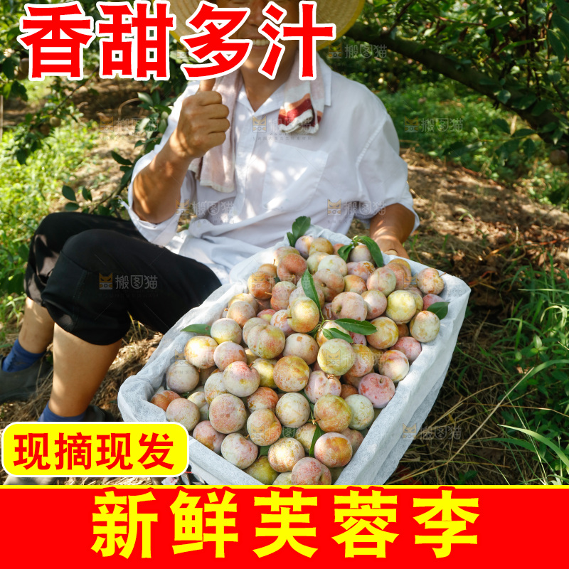 手里拿着芙蓉李