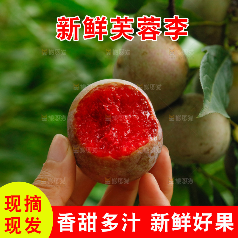 手里拿着芙蓉李
