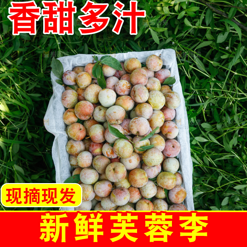 地上放着的现摘芙蓉李