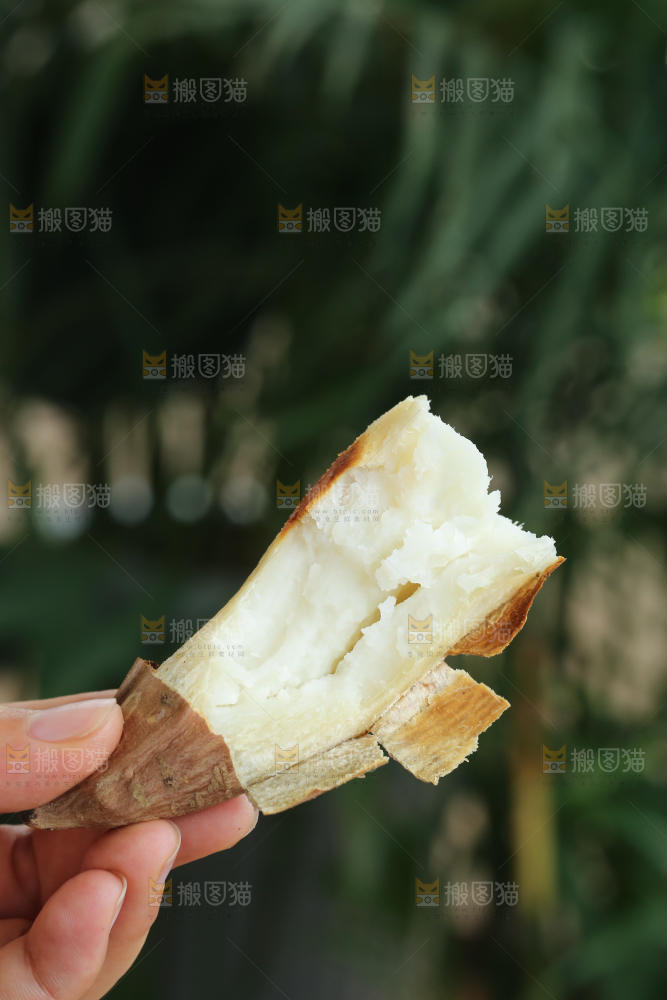手里拿着白心冰糖薯