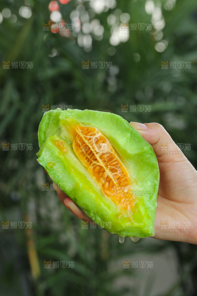 手里拿着羊角蜜甜瓜