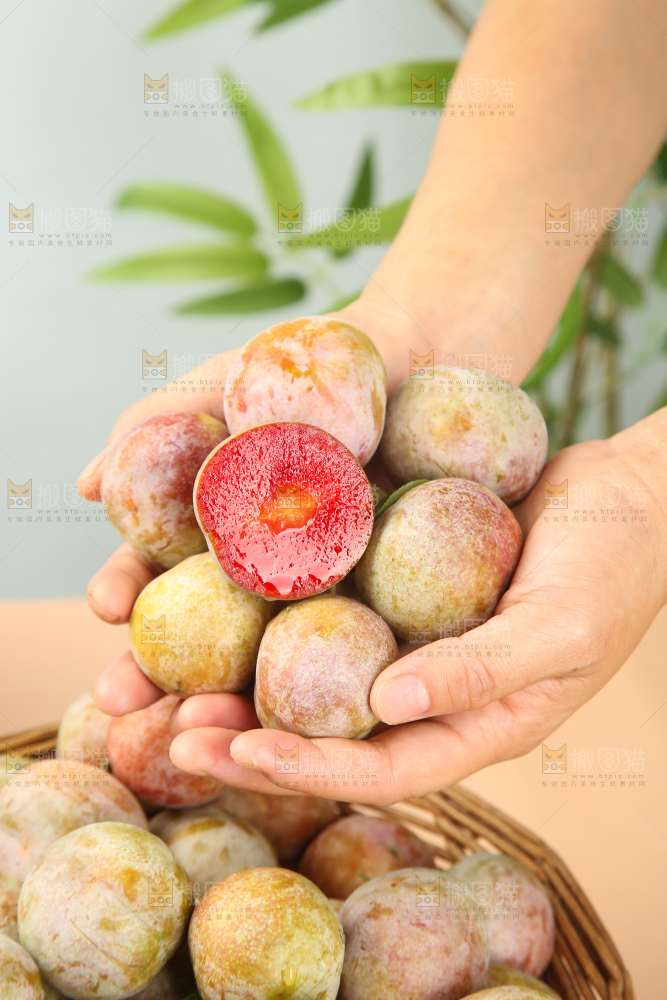 浅底上的芙蓉李