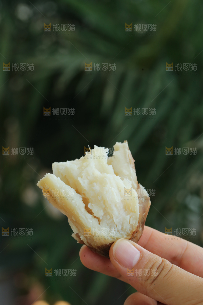 手里拿着白心冰糖薯