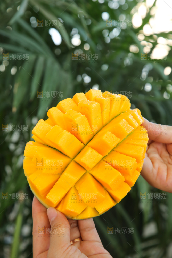 手里拿着凯特芒