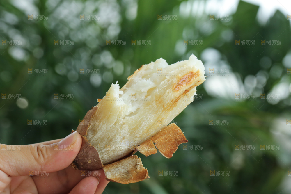 手里拿着白心冰糖薯