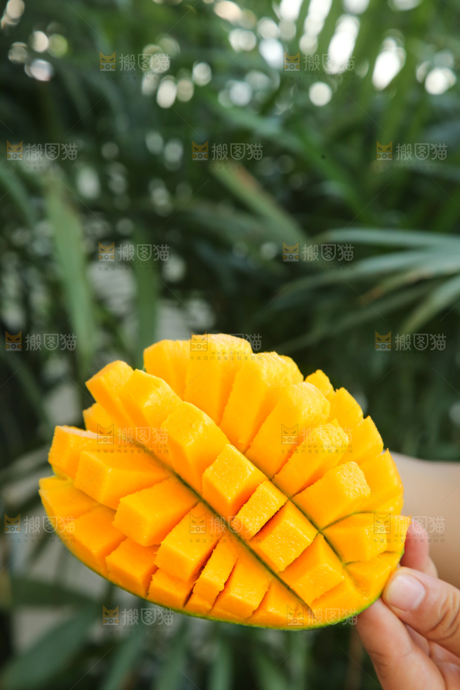 手里拿着凯特芒