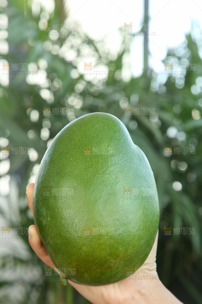 手里拿着凯特芒