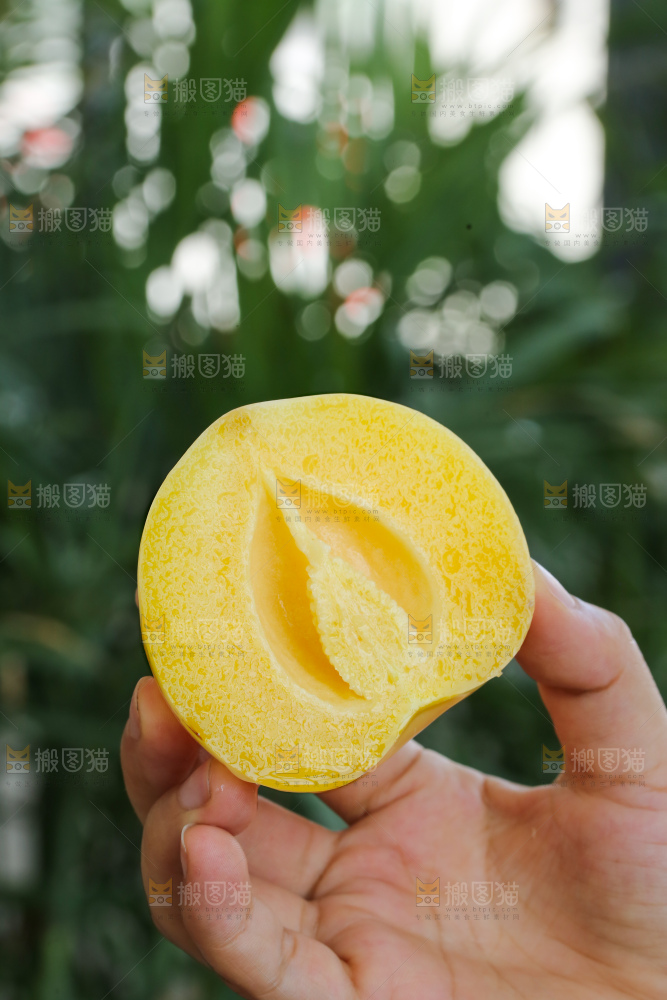 手里拿着石林人参果