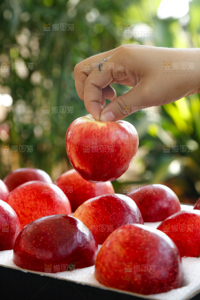 手里拿着红露苹果