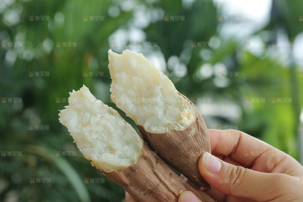 手里拿着白心冰糖薯