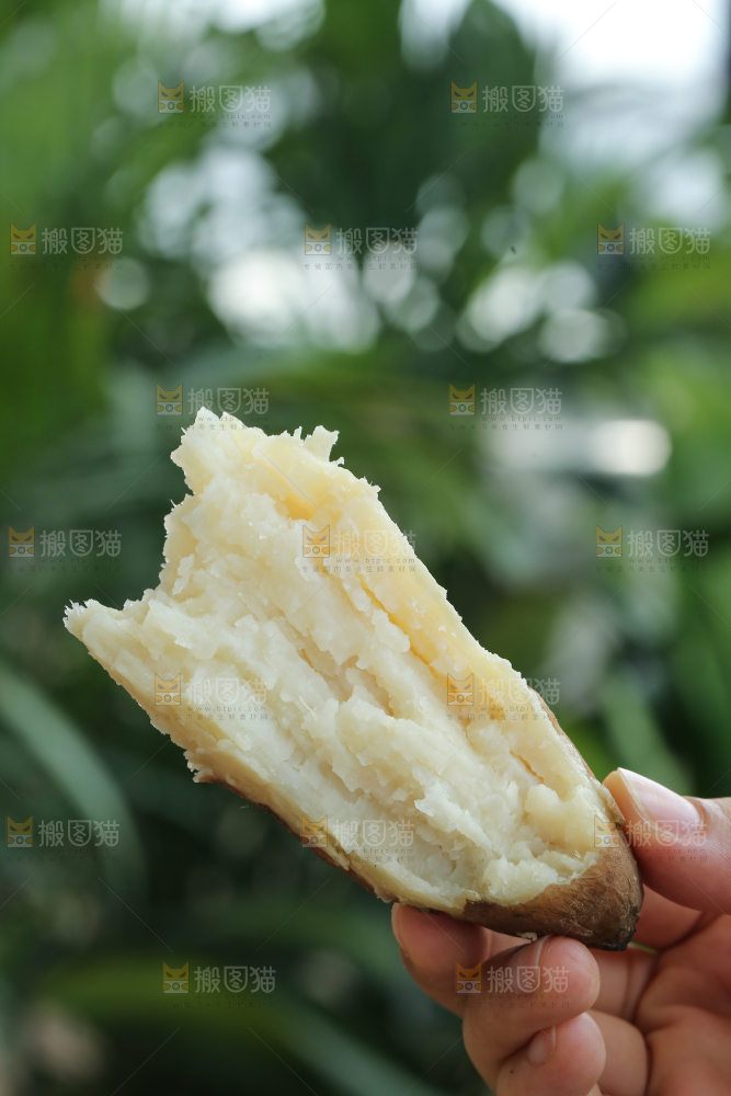 手里拿着白心冰糖薯